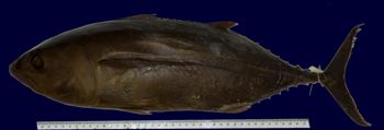 Media type: image; Ichthyology 44162